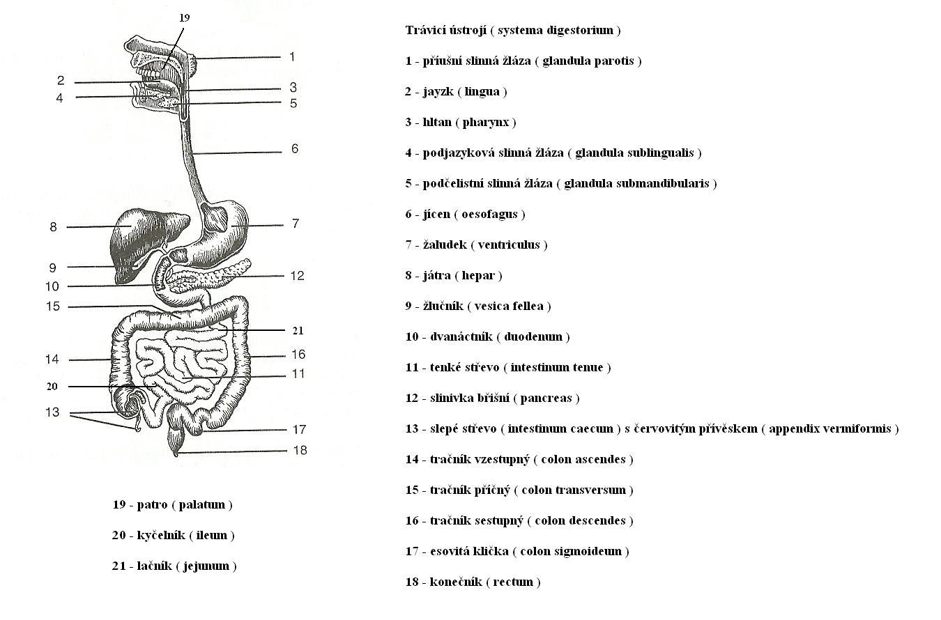 obr-zky-prvn-pomoc-psycholog-m